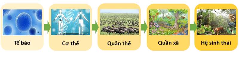 Lý thuyết Sinh học 10 Bài 3 (Cánh diều): Giới thiệu chung về các cấp tổ chức của thế giới sống (ảnh 2)