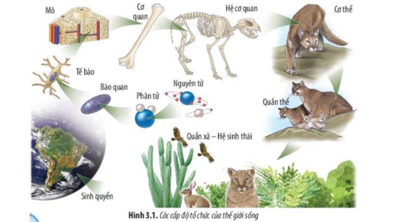 Lý thuyết Sinh học 10 Bài 3 (Chân trời sáng tạo): Các cấp độ tổ chức của thế giới sống (ảnh 2)