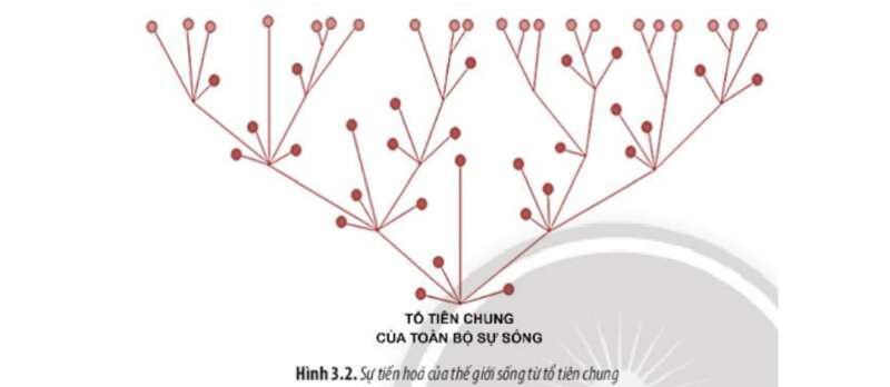 Lý thuyết Sinh học 10 Bài 3 (Chân trời sáng tạo): Các cấp độ tổ chức của thế giới sống (ảnh 5)