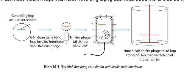 Sinh học 10 Bài 30: Ứng dụng của virus trong y học và thực tiễn | Giải Sinh 10 Chân trời sáng tạo (ảnh 1)