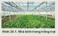 Lý thuyết Công Nghệ 10 Bài 24: Một số công nghệ cao trong trồng trọt - Kết nối tri thức (ảnh 1)