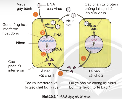 Sinh học 10 Bài 30: Ứng dụng của virus trong y học và thực tiễn | Giải Sinh 10 Chân trời sáng tạo (ảnh 2)