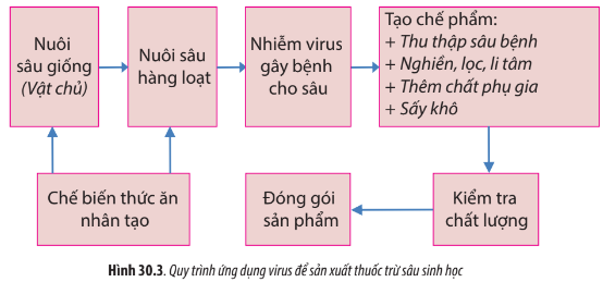 Sinh học 10 Bài 30: Ứng dụng của virus trong y học và thực tiễn | Giải Sinh 10 Chân trời sáng tạo (ảnh 3)