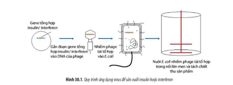 Lý thuyết Sinh học 10 Bài 30 (Chân trời sáng tạo): Ứng dụng của virus trong y học và thực tiễn (ảnh 1)