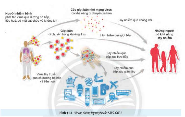 Sinh học 10 Bài 31: Virus gây bệnh | Giải Sinh 10 Chân trời sáng tạo (ảnh 1)