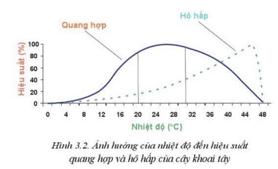 Lý thuyết Công nghệ 10 Bài 3: Mối quan hệ giữa cây trồng và các yếu tố chính trong trồng trọt - Cánh diều  (ảnh 1)