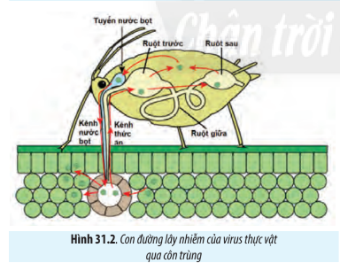 Sinh học 10 Bài 31: Virus gây bệnh | Giải Sinh 10 Chân trời sáng tạo (ảnh 2)