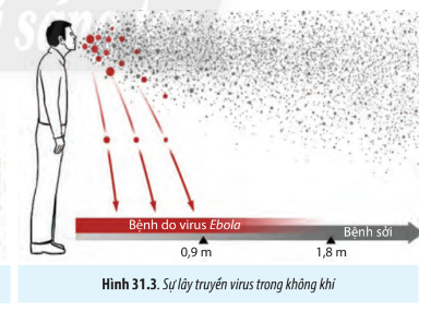 Sinh học 10 Bài 31: Virus gây bệnh | Giải Sinh 10 Chân trời sáng tạo (ảnh 3)