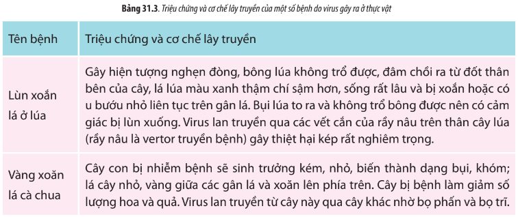 Sinh học 10 Bài 31: Virus gây bệnh | Giải Sinh 10 Chân trời sáng tạo (ảnh 6)