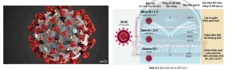 Lý thuyết Sinh học 10 Bài 31 (Chân trời sáng tạo): Virus gây bệnh (ảnh 9)