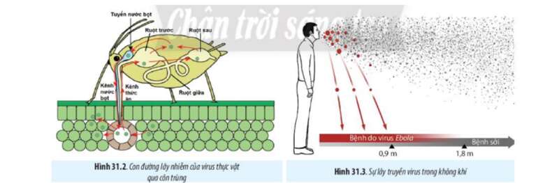 Lý thuyết Sinh học 10 Bài 31 (Chân trời sáng tạo): Virus gây bệnh (ảnh 2)