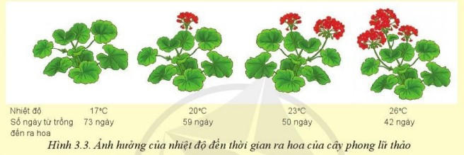 Lý thuyết Công nghệ 10 Bài 3: Mối quan hệ giữa cây trồng và các yếu tố chính trong trồng trọt - Cánh diều  (ảnh 1)