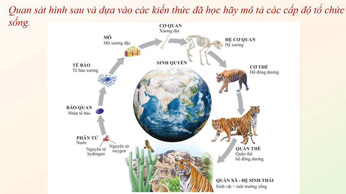 Giáo án điện tử Giới thiệu chung về các cấp độ tổ chức của thế giới sống  | Bài giảng PPT Sinh học 10 (ảnh 1)