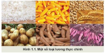 Lý thuyết Công Nghệ 10 Bài 1: Giới thiệu về trồng trọt - Kết nối tri thức (ảnh 1)