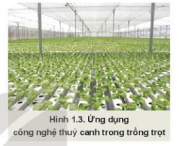 Lý thuyết Công Nghệ 10 Bài 1: Giới thiệu về trồng trọt - Kết nối tri thức (ảnh 1)