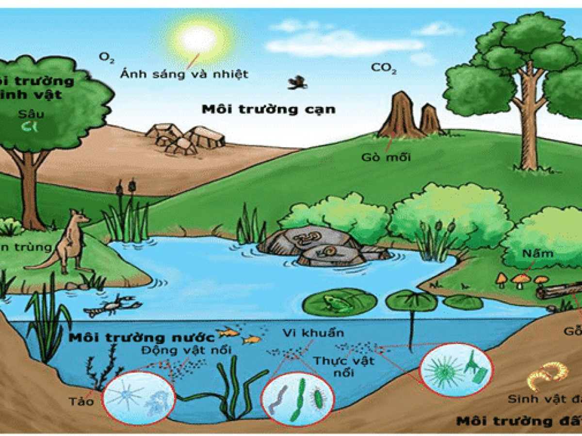 Lý thuyết Địa lí 10 Bài 39: Môi trường và tài nguyên thiên nhiên - Kết nối tri thức  (ảnh 1)