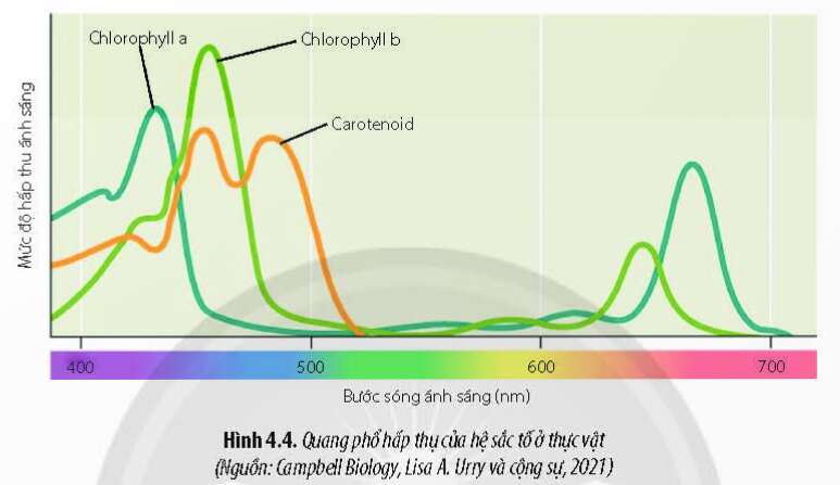 Lý thuyết Sinh học 11 Bài 4 (Chân trời sáng tạo): Quang hợp ở thực vật (ảnh 3)