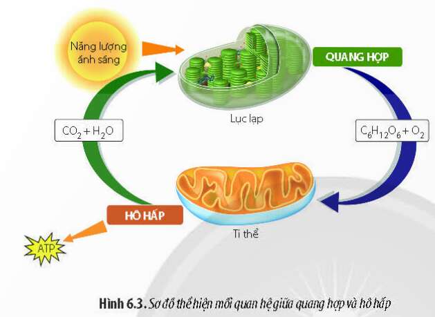  (ảnh 3)