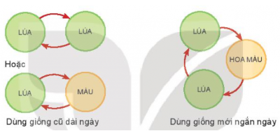 Công nghệ 10 Bài 11: Khái niệm và vai trò của giống cây trồng | Kết nối tri thức (ảnh 4)