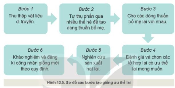 Công nghệ 10 Bài 12: Một số phương pháp chọn, tạo giống cây trồng | Kết nối tri thức (ảnh 4)