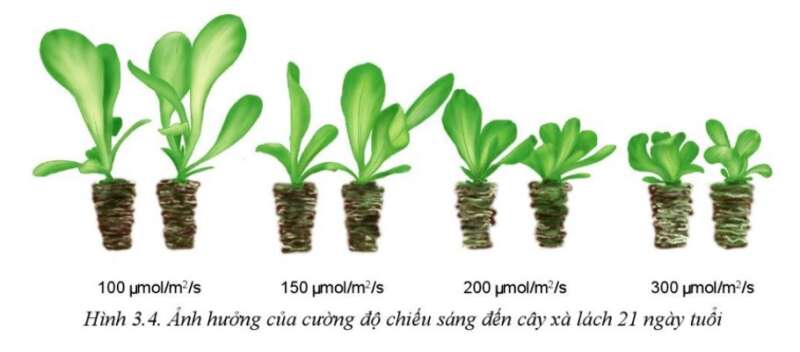 Công nghệ 10 Bài 3: Mối quan hệ giữa cây trồng và các yếu tố chính trong trồng trọt | Cánh diều (ảnh 4)