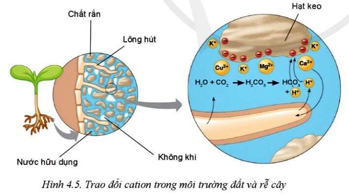 Công nghệ 10 Bài 4: Thành phần và tính chất của đất trồng | Cánh diều (ảnh 4)