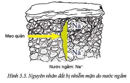 Công nghệ 10 Bài 5: Biện pháp cải tạo, sử dụng và bảo vệ đất trồng | Cánh diều (ảnh 5)