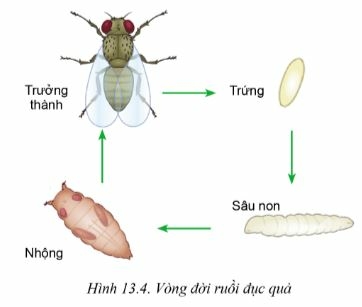 Công nghệ 10 Bài 13: Sâu hại cây trồng | Cánh diều (ảnh 4)