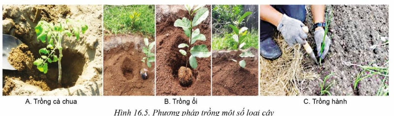 Công nghệ 10 Bài 16: Quy trình trồng trọt | Cánh diều (ảnh 4)