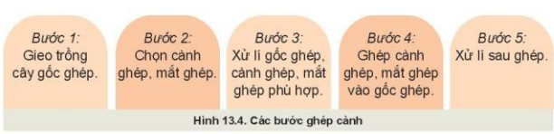 Lý thuyết Công Nghệ 10 Bài 13: Nhân giống cây trồng - Kết nối tri thức (ảnh 1)