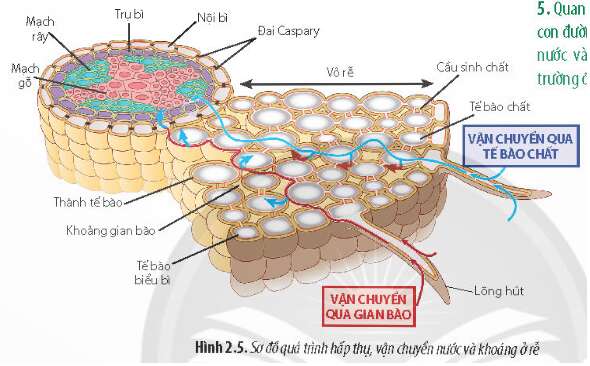 Lý thuyết Sinh học 11 Bài 2 (Chân trời sáng tạo): Trao đổi nước và khoáng ở thực vật (ảnh 3)