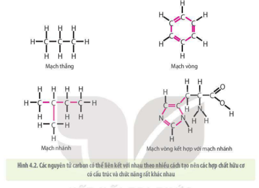 Lý thuyết Sinh học 10 Bài 4 (Kết nối tri thức): Các nguyên tố hóa học và nước (ảnh 3)