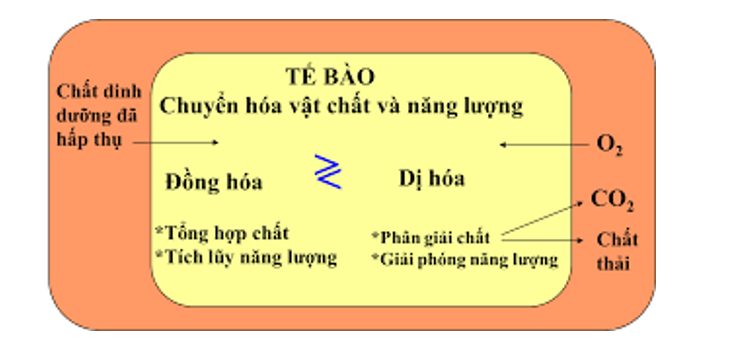 Lý thuyết Sinh học 10 Bài 4 (Chân trời sáng tạo): Khái quát về tế bào (ảnh 5)