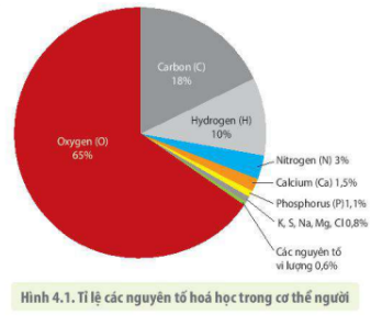 Lý thuyết Sinh học 10 Bài 4 (Kết nối tri thức): Các nguyên tố hóa học và nước (ảnh 1)