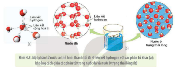 Lý thuyết Sinh học 10 Bài 4 (Kết nối tri thức): Các nguyên tố hóa học và nước (ảnh 4)