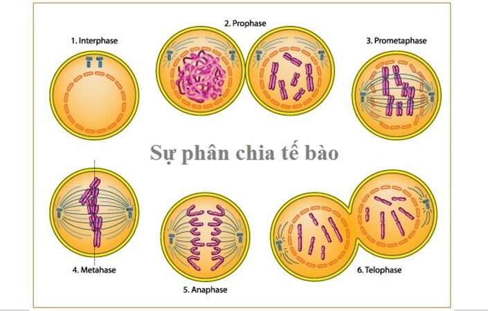 Lý thuyết Sinh học 10 Bài 4 (Chân trời sáng tạo): Khái quát về tế bào (ảnh 3)