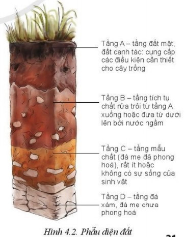 Lý thuyết Công nghệ 10 Bài 4: Thành phần và tính chất của đất trồng - Cánh diều  (ảnh 1)