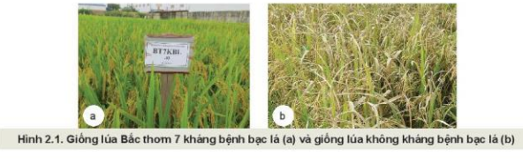 Lý thuyết Công Nghệ 10 Bài 2: Cây trồng và các yếu tố chính trong trồng trọt - Kết nối tri thức (ảnh 1)