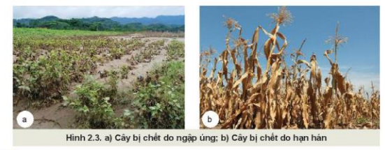 Lý thuyết Công Nghệ 10 Bài 2: Cây trồng và các yếu tố chính trong trồng trọt - Kết nối tri thức (ảnh 1)