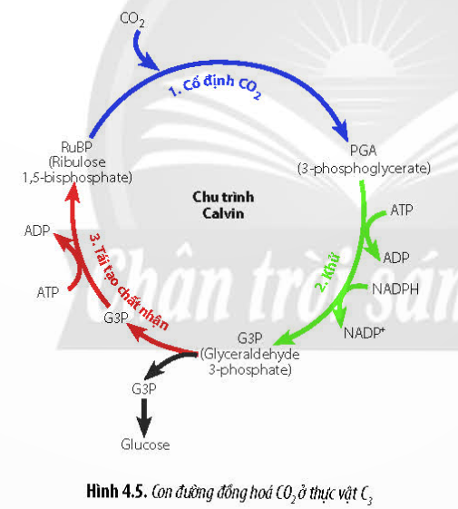 Lý thuyết Sinh học 11 Bài 4 (Chân trời sáng tạo): Quang hợp ở thực vật (ảnh 4)