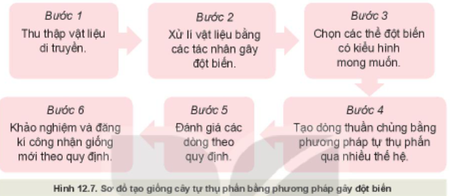 Công nghệ 10 Bài 12: Một số phương pháp chọn, tạo giống cây trồng | Kết nối tri thức (ảnh 5)