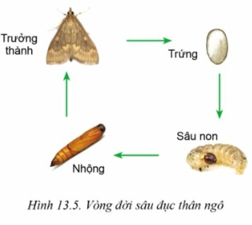 Công nghệ 10 Bài 13: Sâu hại cây trồng | Cánh diều (ảnh 5)