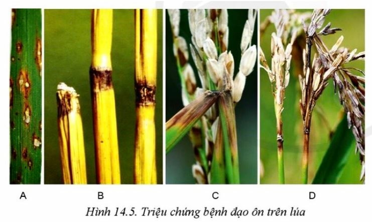 Công nghệ 10 Bài 14: Bệnh hại cây trồng | Cánh diều (ảnh 5)