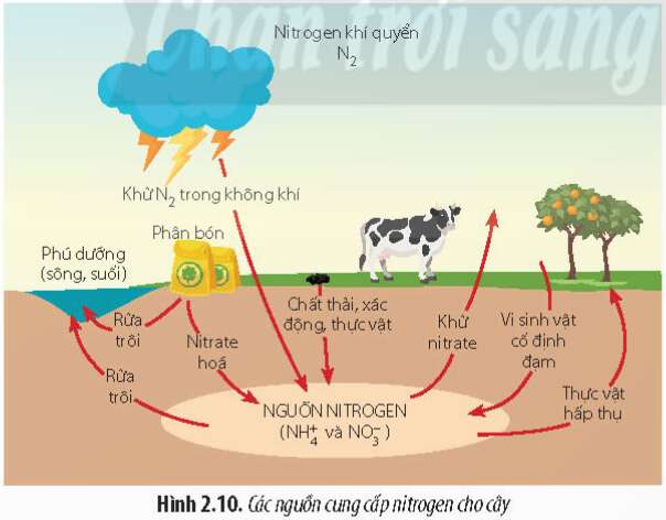 Lý thuyết Sinh học 11 Bài 2 (Chân trời sáng tạo): Trao đổi nước và khoáng ở thực vật (ảnh 6)