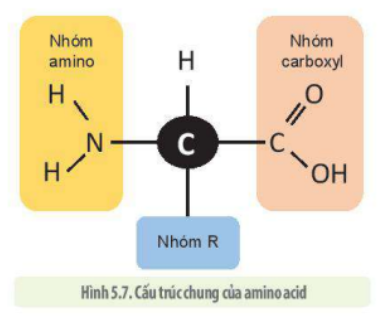 Lý thuyết Sinh học 10 Bài 5 (Kết nối tri thức): Các phân tử sinh học (ảnh 14)