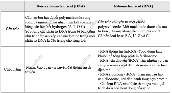 Lý thuyết Sinh học 10 Bài 5 (Kết nối tri thức): Các phân tử sinh học (ảnh 17)