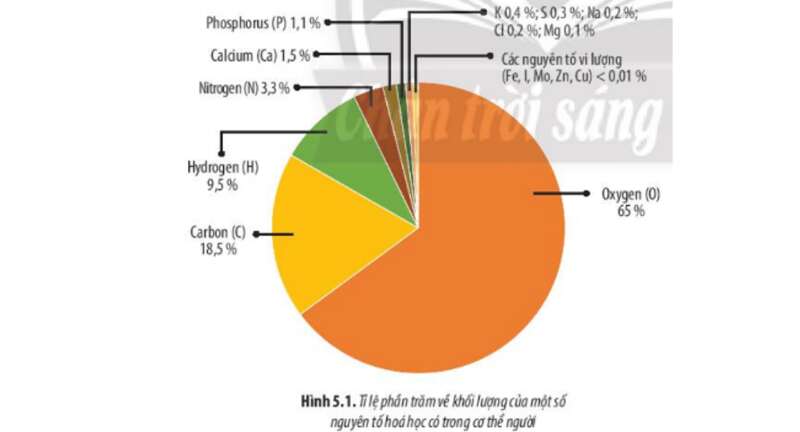 Lý thuyết Sinh học 10 Bài 5 (Chân trời sáng tạo): Các nguyên tố hoá học và nước (ảnh 1)