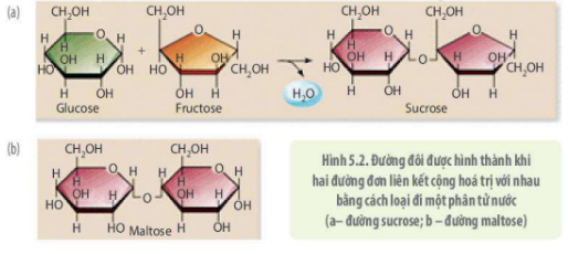 Lý thuyết Sinh học 10 Bài 5 (Kết nối tri thức): Các phân tử sinh học (ảnh 6)