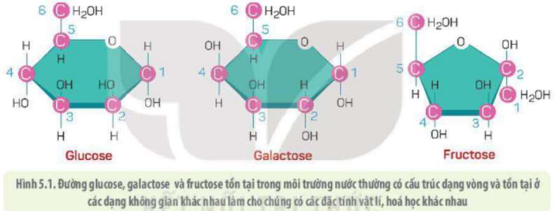 Lý thuyết Sinh học 10 Bài 5 (Kết nối tri thức): Các phân tử sinh học (ảnh 5)