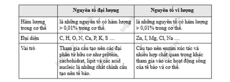 Lý thuyết Sinh học 10 Bài 5 (Chân trời sáng tạo): Các nguyên tố hoá học và nước (ảnh 3)